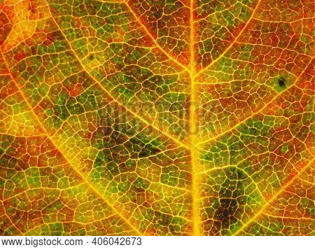 Hawthorn Leaf In Autumn Close Up. Bright Plant Background Or Wallpaper. Mosaic Pattern From A Networ