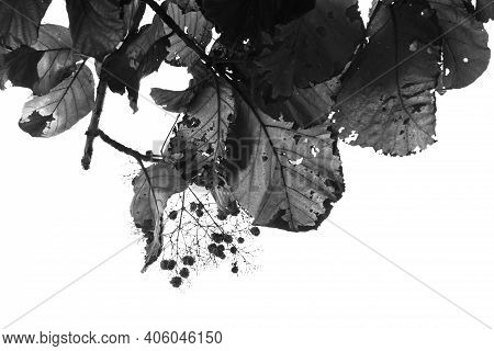 Leaves Of A Tree With Sky Background, Kolar, India.
