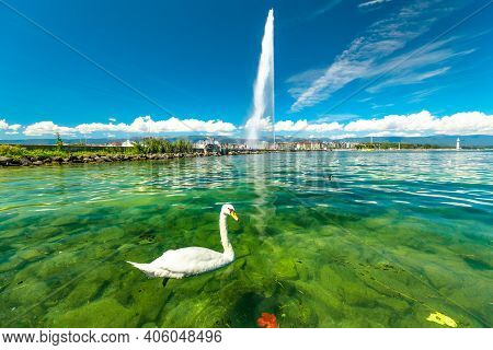 Scenic View Of White Swan Swimming In Turquoise Waters Of Geneva Lake In Geneva Harbor And Of The 14