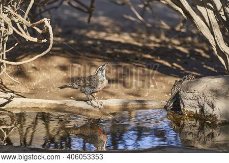 Long-tailed Meadowlark, Sturnella Loyca, Is A Bird Singing Bird With A Red Chest. Sitting At A Small