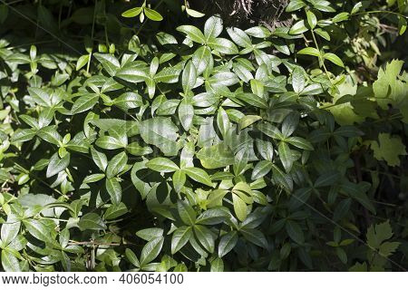 Creeping Myrtle Or Dwarf Periwinkle Plants With Shiny Green Leaves Outdoors On Sunny Day. Ornamental