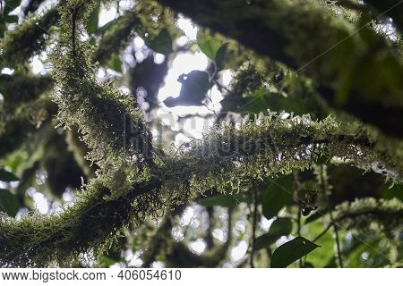 Close Up With Shallow Depth Of Field Of Moss Growing On A Branch Of Tree Standing In The Rain Forest
