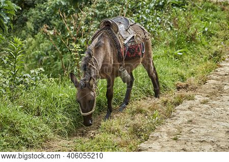 Saddled Donkey Grazing Next To A Farm Along The Way To Tombs Of Revash In The Andes Mountains, Peru,