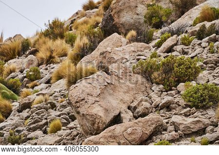 Southern Viscacha, Lagidium , Looks Like A Crossing Of Hare And Chinchilla And Lives In The Higher A