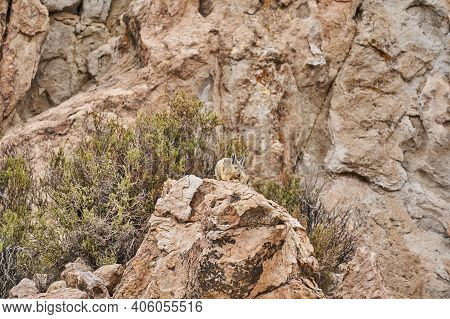 Southern Viscacha, Lagidium , Looks Like A Crossing Of Hare And Chinchilla And Lives In The Higher A