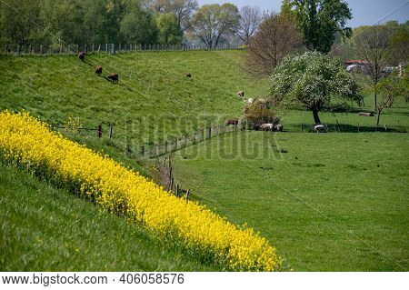 Spring Nature Landscape With Yellow Blossom Of Rapeseed Plants In Betuwe, Gelderland, Netherlands