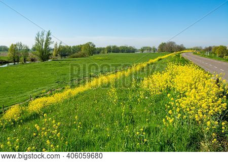 Spring Nature Landscape With Yellow Blossom Of Rapeseed Plants In Betuwe, Gelderland, Netherlands