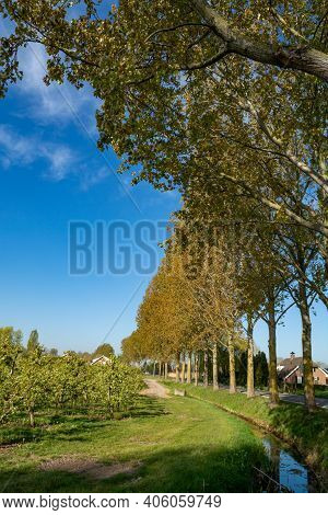Spring Nature Landscape In Betuwe, Gelderland, Netherlands