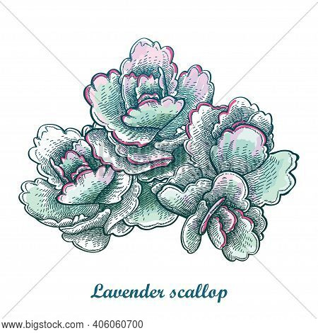 Vector Hand-drawn Sketch Of Lavender Scallops Or Kalanchoe Fedtschenkoi Succulent In Pastel Green Is