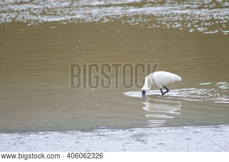 Royal Spoonbill Platalea Regia Searching For Food. Taieri River. Taieri River Scenic Reserve. Otago.