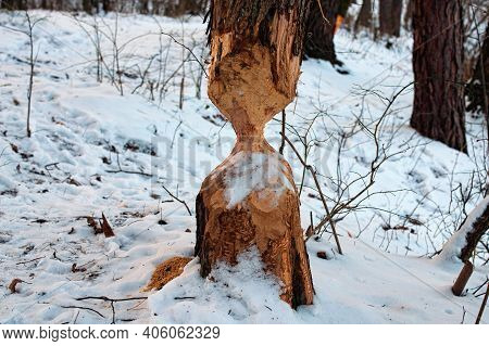 Tree Trunk Damaged By Beavers. Winter Forest. Tree With Marks Of Beaver Teeth. Damage To Trees Beave