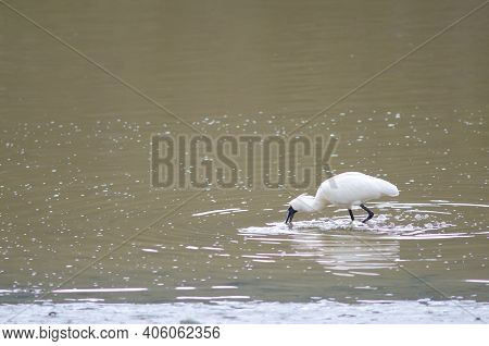 Royal Spoonbill Platalea Regia Searching For Food. Taieri River. Taieri River Scenic Reserve. Otago.