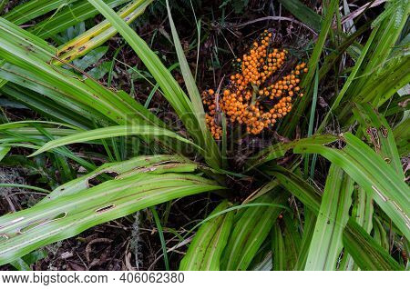 Bush Lily Astelia Fragrans With Fruits. Taieri River Scenic Reserve. Otago. South Island. New Zealan