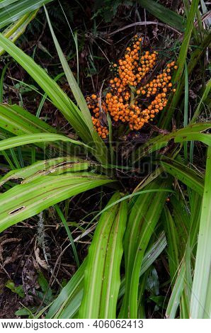 Bush Lily Astelia Fragrans With Fruits. Taieri River Scenic Reserve. Otago. South Island. New Zealan
