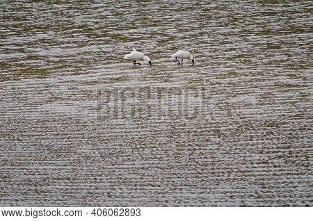 Royal Spoonbills Platalea Regia Searching For Food. Taieri River. Taieri River Scenic Reserve. Otago