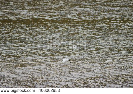 Royal Spoonbills Platalea Regia Searching For Food. Taieri River. Taieri River Scenic Reserve. Otago