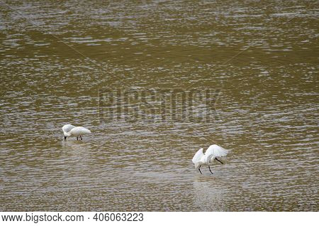 Royal Spoonbills Platalea Regia. Taieri River. Taieri River Scenic Reserve. Otago. South Island. New