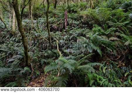 Rainforest In Taieri River Scenic Reserve. Otago. South Island. New Zealand.