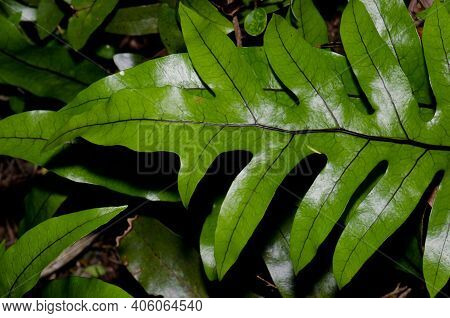 Fronds Of Kangaroo Fern Zealandia Pustulata. Taieri River Scenic Reserve. Otago. South Island. New Z