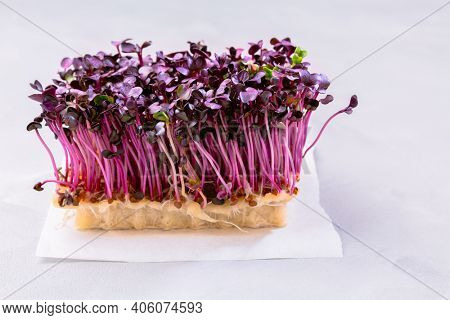 Purple Shiso Cress on grey background