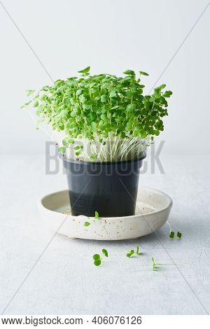 Bok Choy Microgreens In Pot On Plate. Aragula, Edible Root Vegetable. Young Plants, Seedlings And Sp