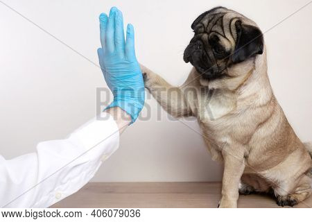 Veterinarian Medical Checkup A Pug Dog. Advertisement Of A Clinic For Pets. Care And Professional Me