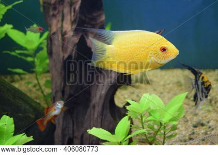 Heros Efasciatus. Severum Cichlid Swims In The Aquarium. Heros Severus Swim In An Aquarium. Yellow F