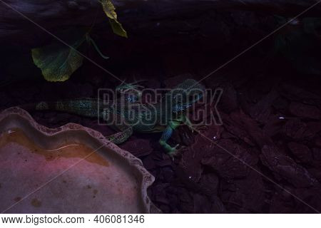 Asian Water Dragon Stands Alone, Shedding Skin On The Back. It Is A Species Of Agamid Lizard Native 