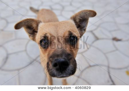 Nieuwsgierig hond neus Up-Close