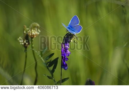 Polyommatus Cyaniris Semiargus, Blue Mazarin. Butterfly Sits On A Purple Meadow Flower. Natural Blur