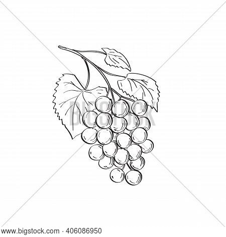 Line Art Drawing Illustration Of Fruit Of Muscadine Grapes Or Vitis Rotundifolia, A Grapevine Specie
