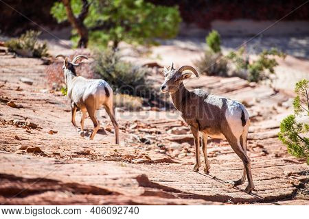 Herd Of Desert Bighorn Sheep, Ovis Canadensis Nelsoni, Walks Through Zion National Park