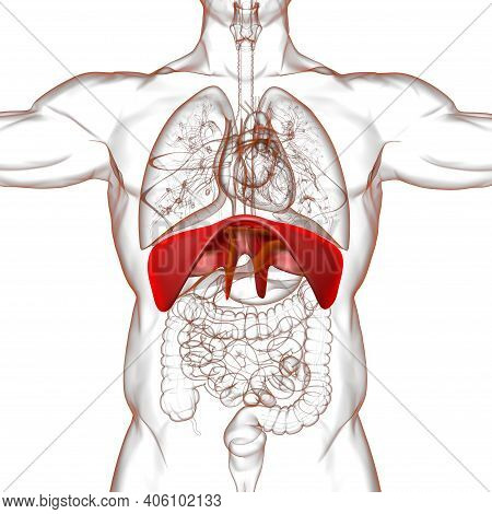 Diaphragm Human Respiratory System Anatomy For Medical Concept 3D Rendering
