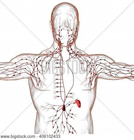 Human Lymph Nodes Anatomy For Medical Concept 3D Rendering