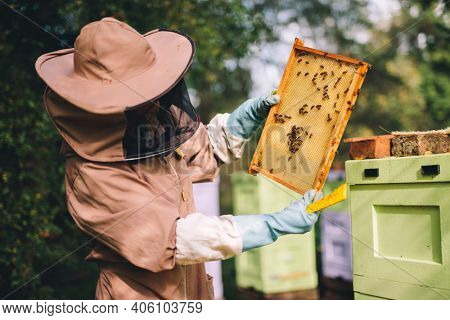 Beekeeper looking at honeycomb brood frame with honey bees on it