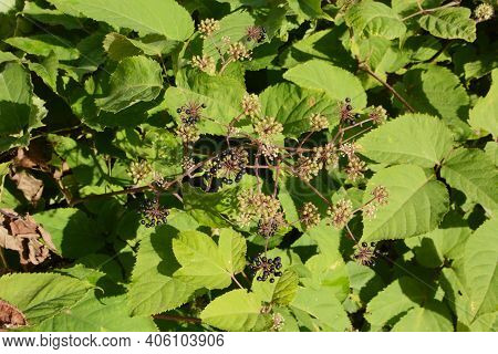 Aralia Cordata (japanese Udo Plant) Flowers / Araliaceae Perennial Plant.
