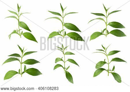 Andrographis Paniculata, Green Chirayta, King Of Bitters Leaf Isolated On Awhite Background