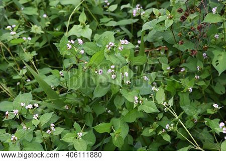 Polygonum Thunbergii Flowers Blooming On The Waterside  / Polygonaceae Annual Grass