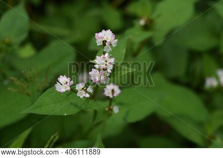Polygonum Thunbergii Flowers Blooming On The Waterside  / Polygonaceae Annual Grass
