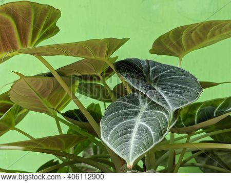 Close Up Of Alocasia Reginula Black Velvet Flowers, Tropical Asian Plants