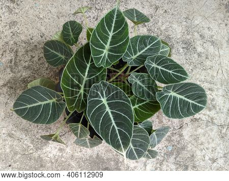Alocasia Reginula Black Velvet Plant, Top View Shot