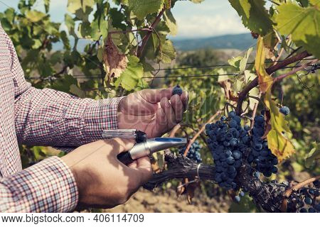 Caucasian Man Hands Holding Refractometer And Red Grapes With In A Vineyard. Selective Focus