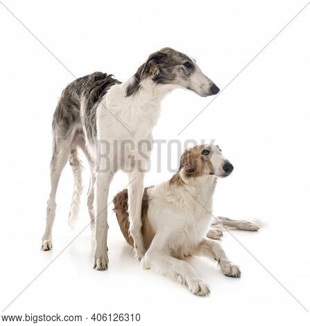 Young Borzois In Front Of White Background