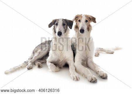 Young Borzois In Front Of White Background