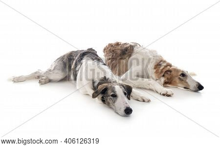 Young Borzois In Front Of White Background