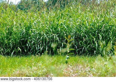View Of The Pearl Millet Crop Plantation In Kolar, Karnataka, India. Selective Focus On Plant