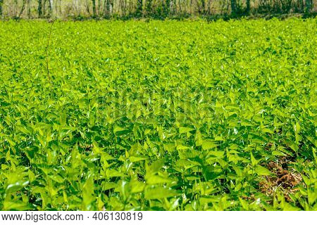 View Of The Green Leaves Of The Silkworm Mulberry
