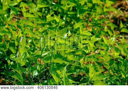 View Of The Green Leaves Of The Silkworm Mulberry