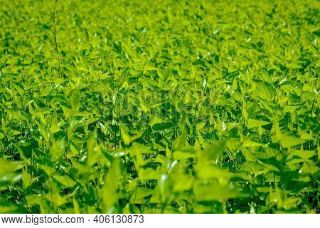 View Of The Green Leaves Of The Silkworm Mulberry