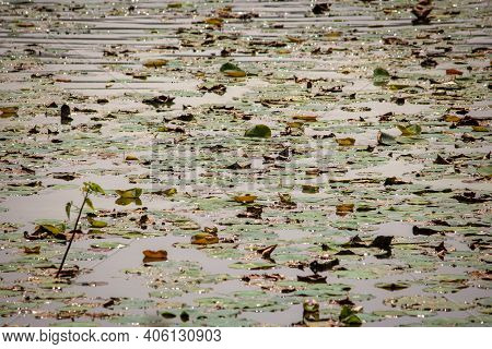 Aquatics Plants In One Of The Lake In Kolar, Karnataka, India